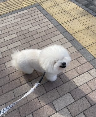 ビションフリーゼ　おもち  おもふく病院おもトリミング IMG_4743-310x380