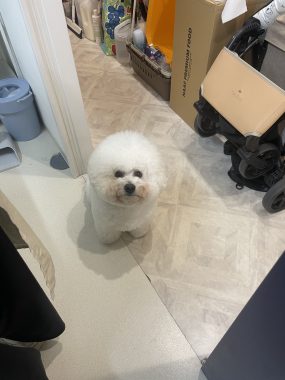 ビションフリーゼ　おもち  おもふく病院おもトリミング IMG_4744-285x380