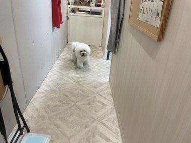 ビションフリーゼ　おもち  おもふく病院おもトリミング IMG_4747-380x285