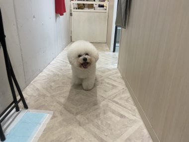 ビションフリーゼ　おもち  おもふく病院おもトリミング IMG_4748-380x285