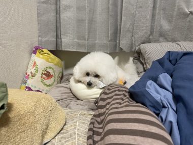 ビションフリーゼ　おもち  おもふく病院おもトリミング IMG_4758-380x285