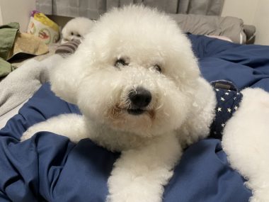 ビションフリーゼ　おもち  おもふく病院おもトリミング IMG_4759-380x285
