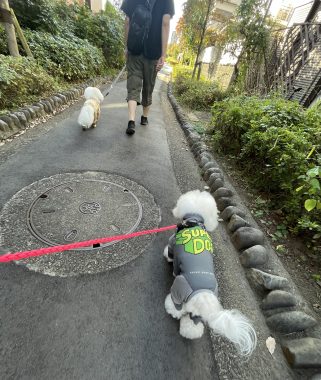 ビションフリーゼ おもち 美味しいさんぽ彡 IMG_4762-321x380 ビションフリーゼ おもち 美味しいさんぽ彡 IMG_4762-321x380