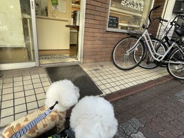 ビションフリーゼ おもち 美味しいさんぽ彡 IMG_4763-380x285 ビションフリーゼ おもち 美味しいさんぽ彡 IMG_4763-380x285