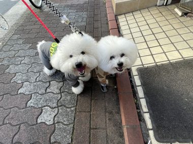 ビションフリーゼ おもち 美味しいさんぽ彡 IMG_4764-380x285 ビションフリーゼ おもち 美味しいさんぽ彡 IMG_4764-380x285