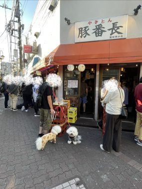 ビションフリーゼ おもち 美味しいさんぽ彡 IMG_4766-285x380 ビションフリーゼ おもち 美味しいさんぽ彡 IMG_4766-285x380