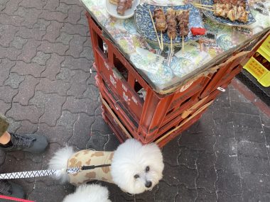 ビションフリーゼ おもち 美味しいさんぽ彡 IMG_4769-380x285 ビションフリーゼ おもち 美味しいさんぽ彡 IMG_4769-380x285