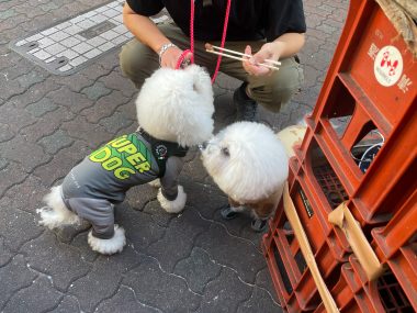 ビションフリーゼ おもち 美味しいさんぽ彡 IMG_4770-380x285 ビションフリーゼ おもち 美味しいさんぽ彡 IMG_4770-380x285