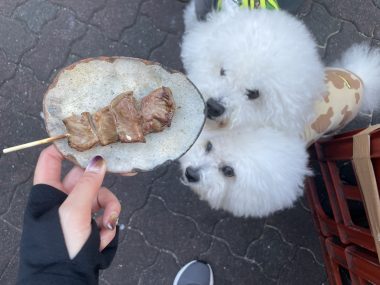 ビションフリーゼ おもち 美味しいさんぽ彡 IMG_4772-380x285 ビションフリーゼ おもち 美味しいさんぽ彡 IMG_4772-380x285