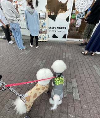 ビションフリーゼ おもち 美味しいさんぽ彡 IMG_4773-323x380 ビションフリーゼ おもち 美味しいさんぽ彡 IMG_4773-323x380