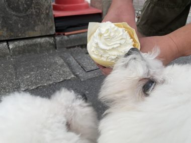 ビションフリーゼ おもち 美味しいさんぽ彡 IMG_4774-380x285 ビションフリーゼ おもち 美味しいさんぽ彡 IMG_4774-380x285