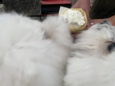 ビションフリーゼ おもち 美味しいさんぽ彡 IMG_4775-380x285 ビションフリーゼ おもち 美味しいさんぽ彡 IMG_4775-380x285
