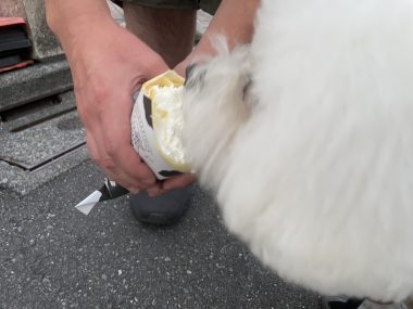 ビションフリーゼ おもち 美味しいさんぽ彡 IMG_4776-380x285 ビションフリーゼ おもち 美味しいさんぽ彡 IMG_4776-380x285