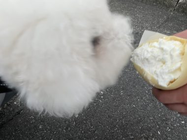 ビションフリーゼ おもち 美味しいさんぽ彡 IMG_4777-380x285 ビションフリーゼ おもち 美味しいさんぽ彡 IMG_4777-380x285