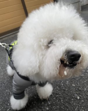 ビションフリーゼ おもち 美味しいさんぽ彡 IMG_4780-302x380 ビションフリーゼ おもち 美味しいさんぽ彡 IMG_4780-302x380
