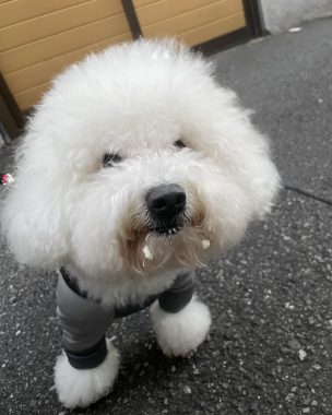 ビションフリーゼ おもち 美味しいさんぽ彡 IMG_4781-304x380 ビションフリーゼ おもち 美味しいさんぽ彡 IMG_4781-304x380