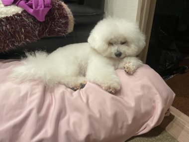 ビションフリーゼ おもち 美味しいさんぽ彡 IMG_4782-380x285 ビションフリーゼ おもち 美味しいさんぽ彡 IMG_4782-380x285