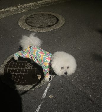 ビションフリーゼ おもち ふくらむちゃんトリミング IMG_4784-345x380 ビションフリーゼ おもち ふくらむちゃんトリミング IMG_4784-345x380