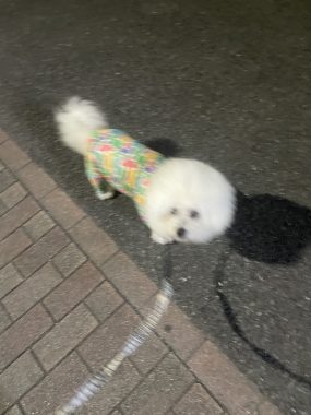 ビションフリーゼ おもち ふくらむちゃんトリミング IMG_4785-285x380 ビションフリーゼ おもち ふくらむちゃんトリミング IMG_4785-285x380