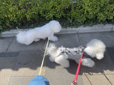 ビションフリーゼ おもち ふくらむちゃんトリミング IMG_4812-380x285 ビションフリーゼ おもち ふくらむちゃんトリミング IMG_4812-380x285