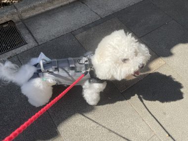 ビションフリーゼ おもち ふくらむちゃんトリミング IMG_4814-380x285 ビションフリーゼ おもち ふくらむちゃんトリミング IMG_4814-380x285