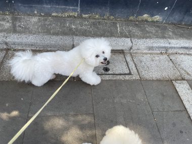 ビションフリーゼ おもち ふくらむちゃんトリミング IMG_4815-380x285 ビションフリーゼ おもち ふくらむちゃんトリミング IMG_4815-380x285