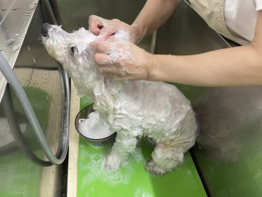 ビションフリーゼ おもち ふくらむちゃんトリミング IMG_4816-380x285 ビションフリーゼ おもち ふくらむちゃんトリミング IMG_4816-380x285