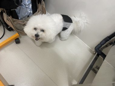 ビションフリーゼ おもち ふくらむちゃんトリミング IMG_4817-380x285 ビションフリーゼ おもち ふくらむちゃんトリミング IMG_4817-380x285