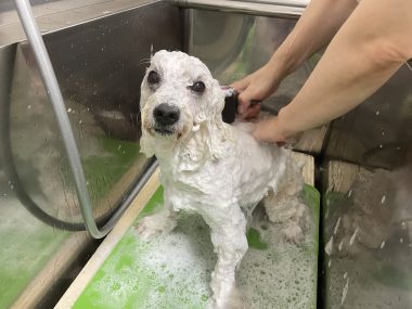 ビションフリーゼ おもち ふくらむちゃんトリミング IMG_4818-380x285 ビションフリーゼ おもち ふくらむちゃんトリミング IMG_4818-380x285