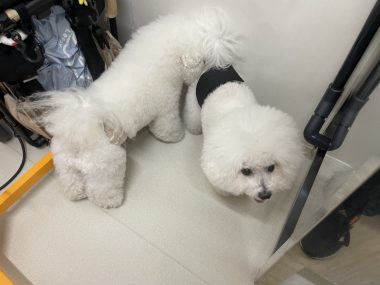 ビションフリーゼ おもち ふくらむちゃんトリミング IMG_4819-380x285 ビションフリーゼ おもち ふくらむちゃんトリミング IMG_4819-380x285