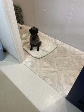 ビションフリーゼ おもち ふくらむちゃんトリミング IMG_4820-285x380 ビションフリーゼ おもち ふくらむちゃんトリミング IMG_4820-285x380