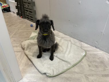 ビションフリーゼ おもち ふくらむちゃんトリミング IMG_4821-380x285 ビションフリーゼ おもち ふくらむちゃんトリミング IMG_4821-380x285