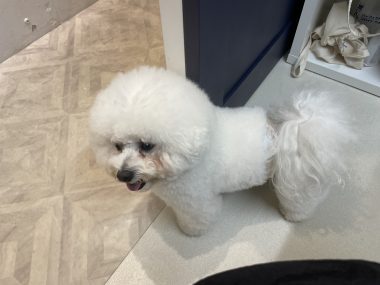ビションフリーゼ おもち ふくらむちゃんトリミング IMG_4822-380x285 ビションフリーゼ おもち ふくらむちゃんトリミング IMG_4822-380x285