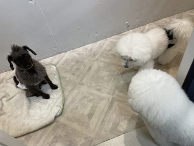 ビションフリーゼ おもち ふくらむちゃんトリミング IMG_4823-380x285 ビションフリーゼ おもち ふくらむちゃんトリミング IMG_4823-380x285