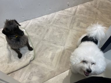 ビションフリーゼ おもち ふくらむちゃんトリミング IMG_4825-380x285 ビションフリーゼ おもち ふくらむちゃんトリミング IMG_4825-380x285