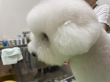ビションフリーゼ おもち ふくらむちゃんトリミング IMG_4826-380x285 ビションフリーゼ おもち ふくらむちゃんトリミング IMG_4826-380x285