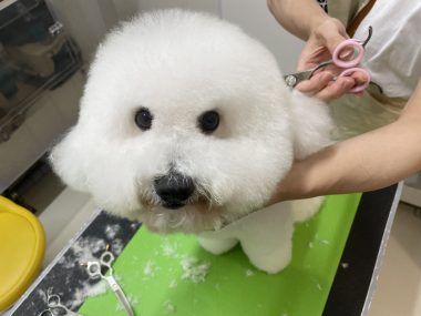 ビションフリーゼ おもち ふくらむちゃんトリミング IMG_4827-380x285 ビションフリーゼ おもち ふくらむちゃんトリミング IMG_4827-380x285