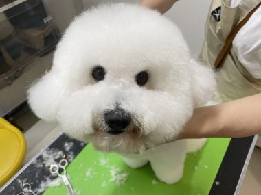 ビションフリーゼ おもち ふくらむちゃんトリミング IMG_4828-380x285 ビションフリーゼ おもち ふくらむちゃんトリミング IMG_4828-380x285