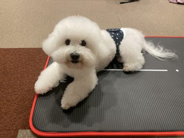 ビションフリーゼ おもち ふくらむちゃんトリミング IMG_4830-380x285 ビションフリーゼ おもち ふくらむちゃんトリミング IMG_4830-380x285