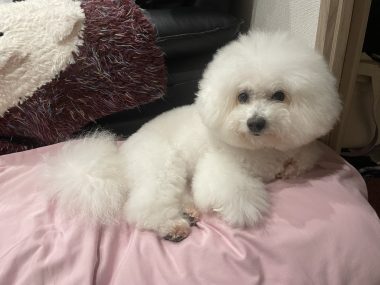 ビションフリーゼ おもち ふくらむちゃんトリミング IMG_4831-380x285 ビションフリーゼ おもち ふくらむちゃんトリミング IMG_4831-380x285
