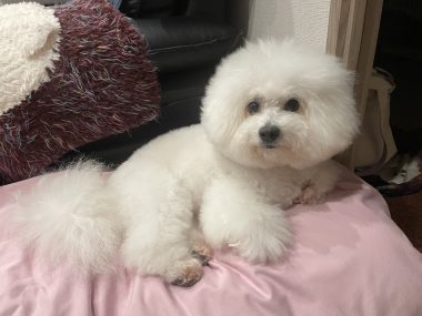 ビションフリーゼ おもち ふくらむちゃんトリミング IMG_4833-380x285 ビションフリーゼ おもち ふくらむちゃんトリミング IMG_4833-380x285