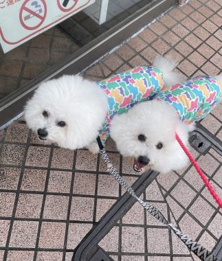 ビションフリーゼ　おもち  おもちふくおじさんぽ彡 IMG_4851-323x380