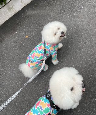 ビションフリーゼ　おもち  おもちふくおじさんぽ彡 IMG_4859-316x380