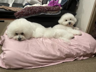 ビションフリーゼ　おもち  おもちふくおじさんぽ彡 IMG_4866-380x285