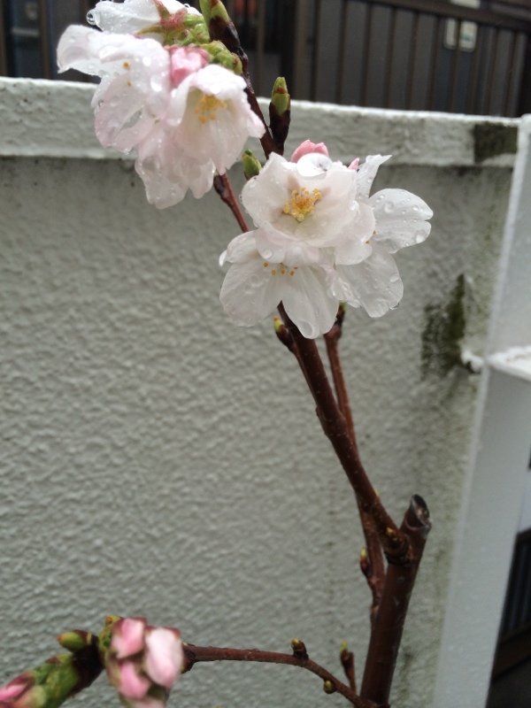 ビションフリーゼ　おもち  小さい桜が咲いた♪ 