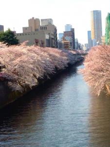 ビションフリーゼ　おもち  目黒川の桜 