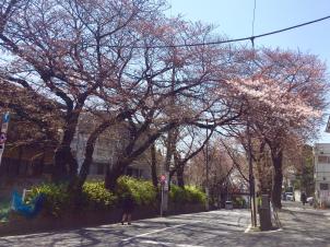 ビションフリーゼ　おもち  桜坂咲いてきました。 fc2blog_20160329222743bf8s