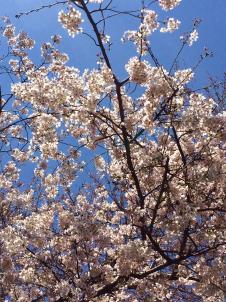 ビションフリーゼ　おもち  桜坂咲いてきました。 fc2blog_20160329223214302s