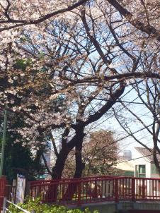 ビションフリーゼ　おもち  桜坂咲いてきました。 fc2blog_20160329223344a64s