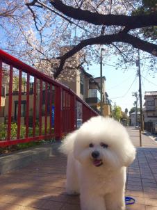 ビションフリーゼ　おもち  桜坂咲いてきました。 fc2blog_20160329223421d84s